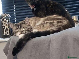 Ragdoll cats - Advert 11