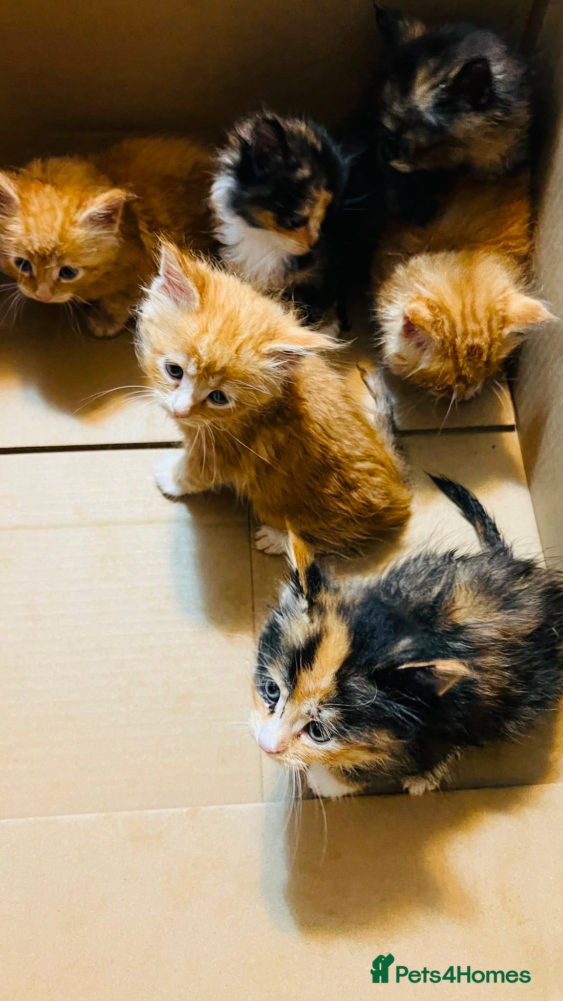 Mixed Breed cats Mainecoon cross - Advert 2