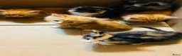 Mixed Breed cats for sale: Mainecoon cross - Advert 11