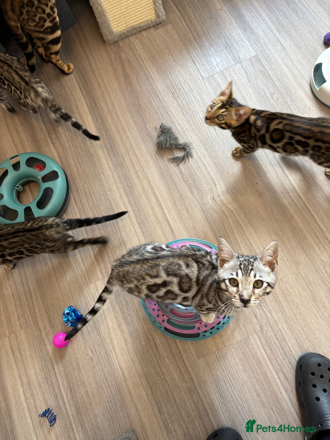 Bengal cats for sale: Stunning TICA registered bengal kittens  in Huntly - Image 19