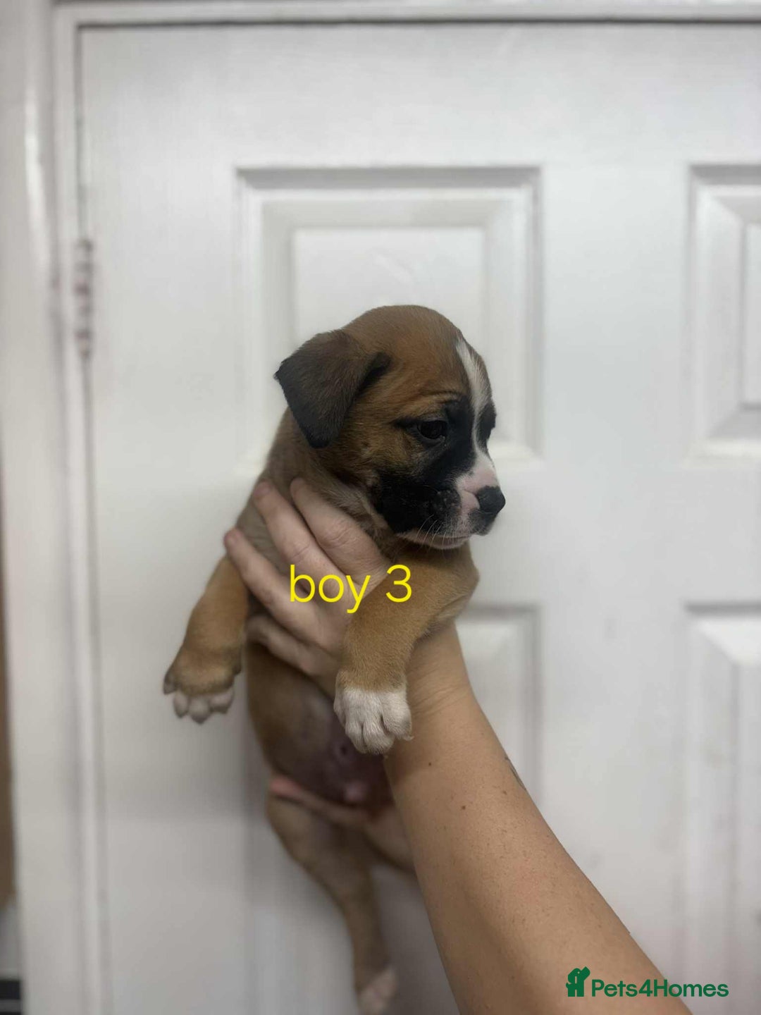 Mixed Breed dogs for sale: Beautiful mastiff cross pups - Image 30