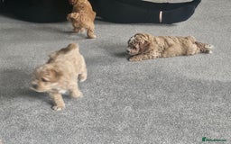 Mixed Breed dogs for sale: Gorgeous puppies for sale - Advert 6