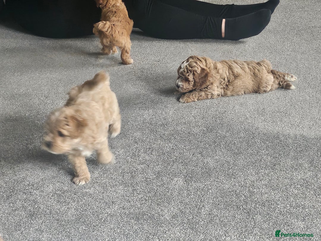 Mixed Breed dogs for sale: Gorgeous puppies for sale - Advert 6