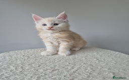 Maine Coon cats for sale: TICA - Maine Coon – 5 Boys Looking for Loving Home - Image 11