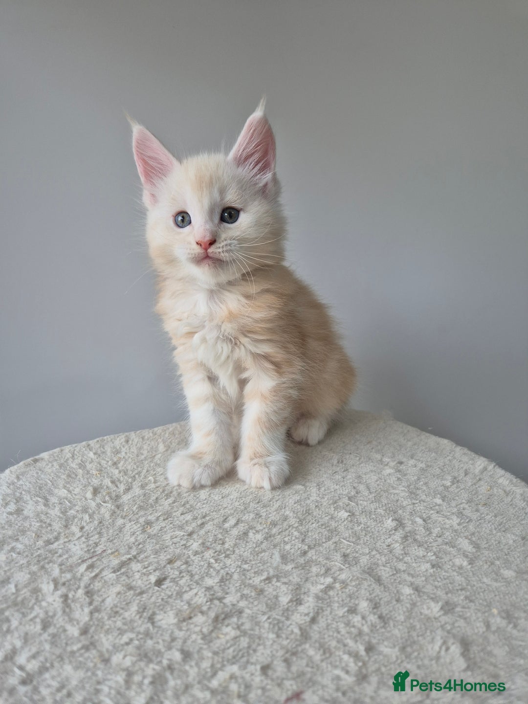 Maine Coon cats for sale: TICA - Maine Coon – 5 Boys Looking for Loving Home - Image 11