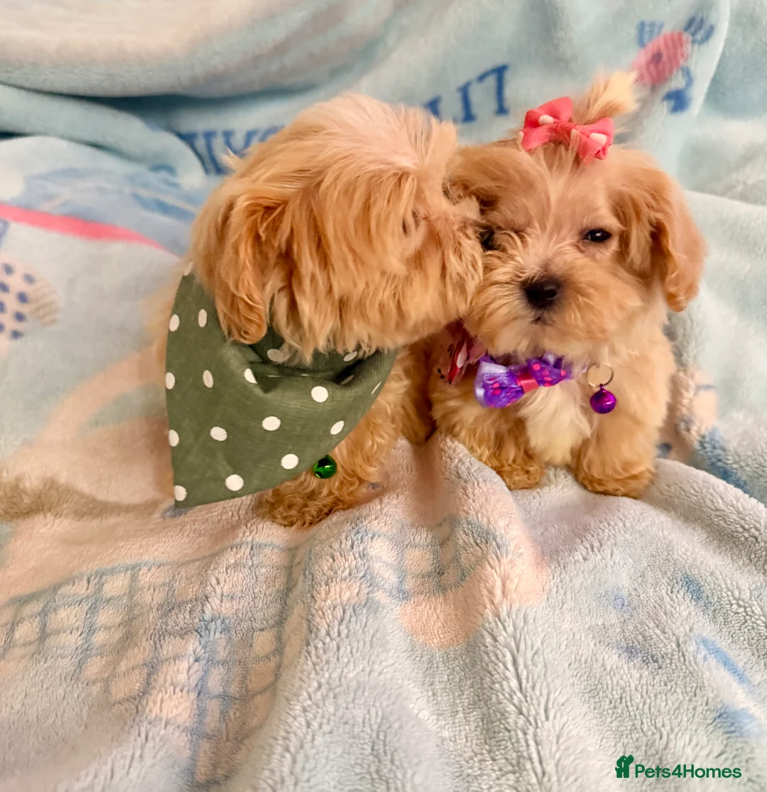 Maltipoo dogs for sale:  F1 Maltipoo puppies  - Advert 2