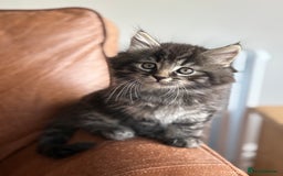 Maine Coon cats for sale: 1/2 Maine Coon kittens - Cardiff - Image 3