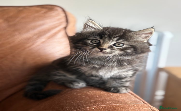 Maine Coon cats - Advert 3