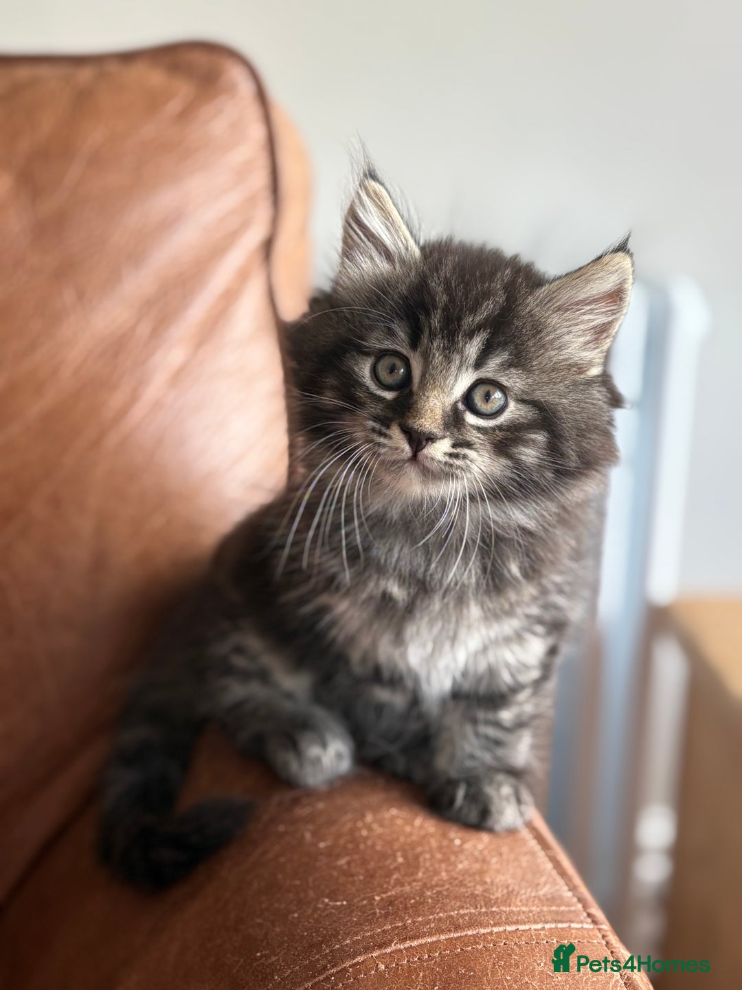 Maine Coon cats for sale: 1/2 Maine Coon kittens - Cardiff - Image 3