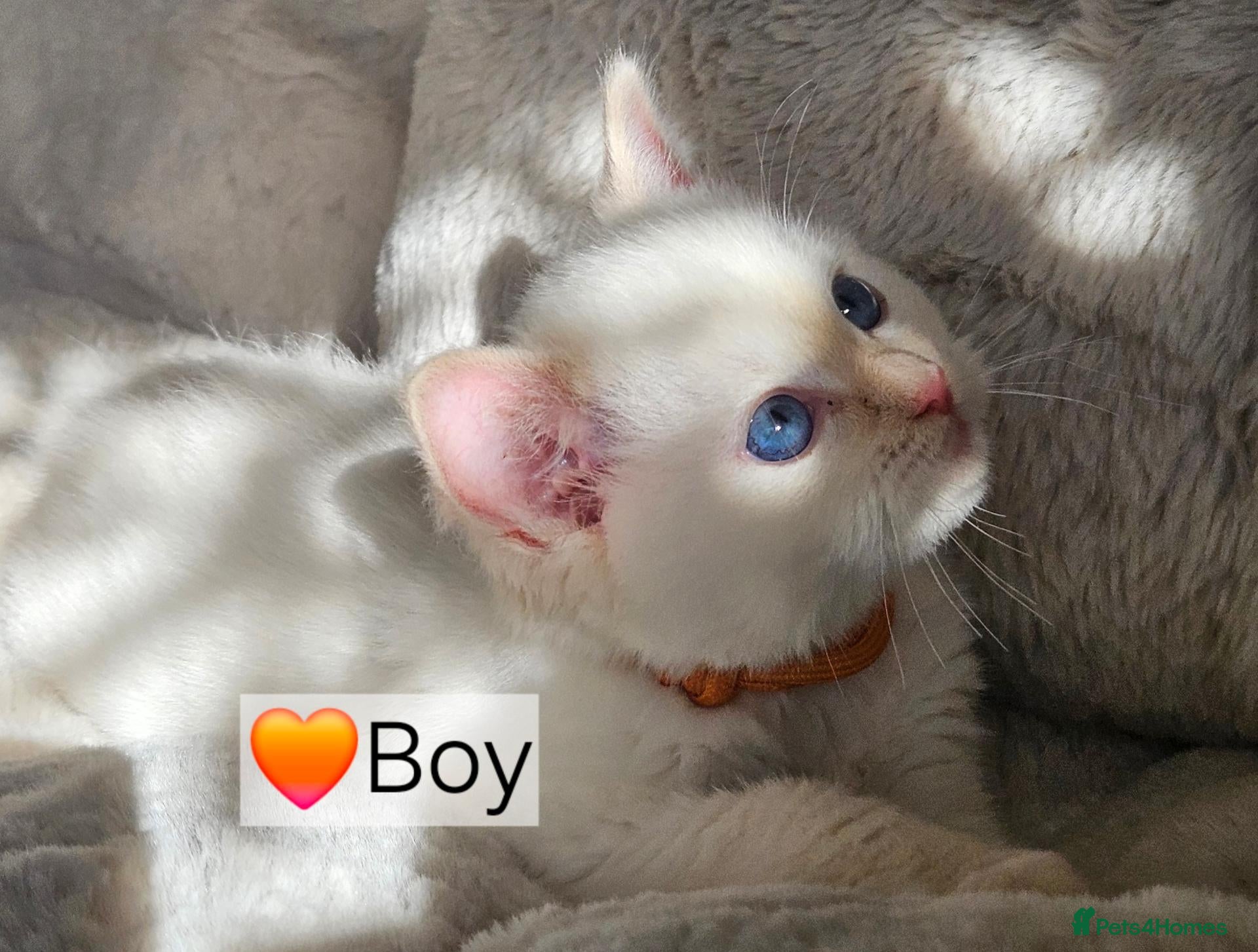 Ragdoll cats Pure Ragdoll Kittens Ready Leave Now  - Advert 2
