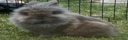 Mini Lion Lop rabbits for sale: Lion lops for sale - Advert 12