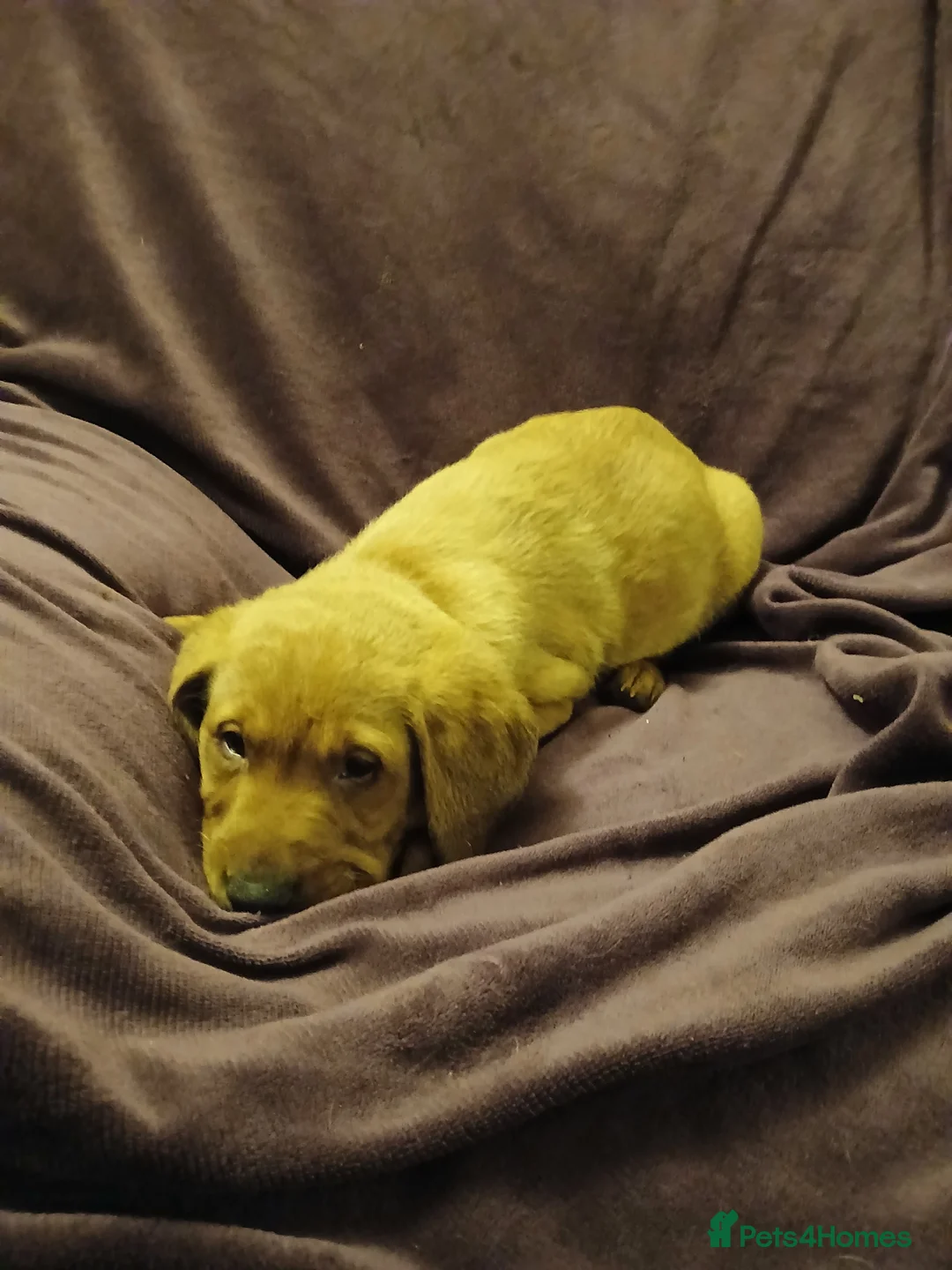 Labrador Retriever dogs for sale: Fox red labrador puppies - Advert 16