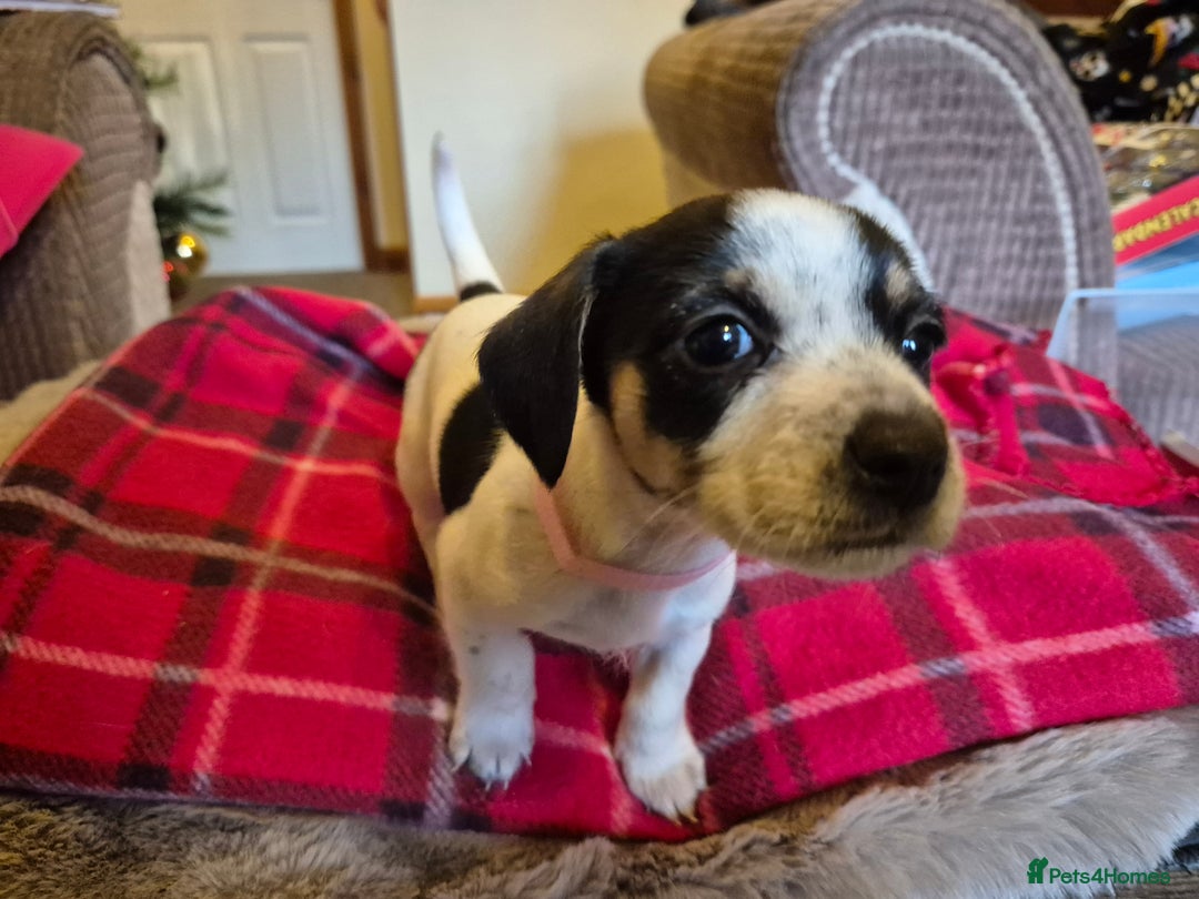 Chihuahua dogs for sale: Chihuahua puppies girls  - Advert 14