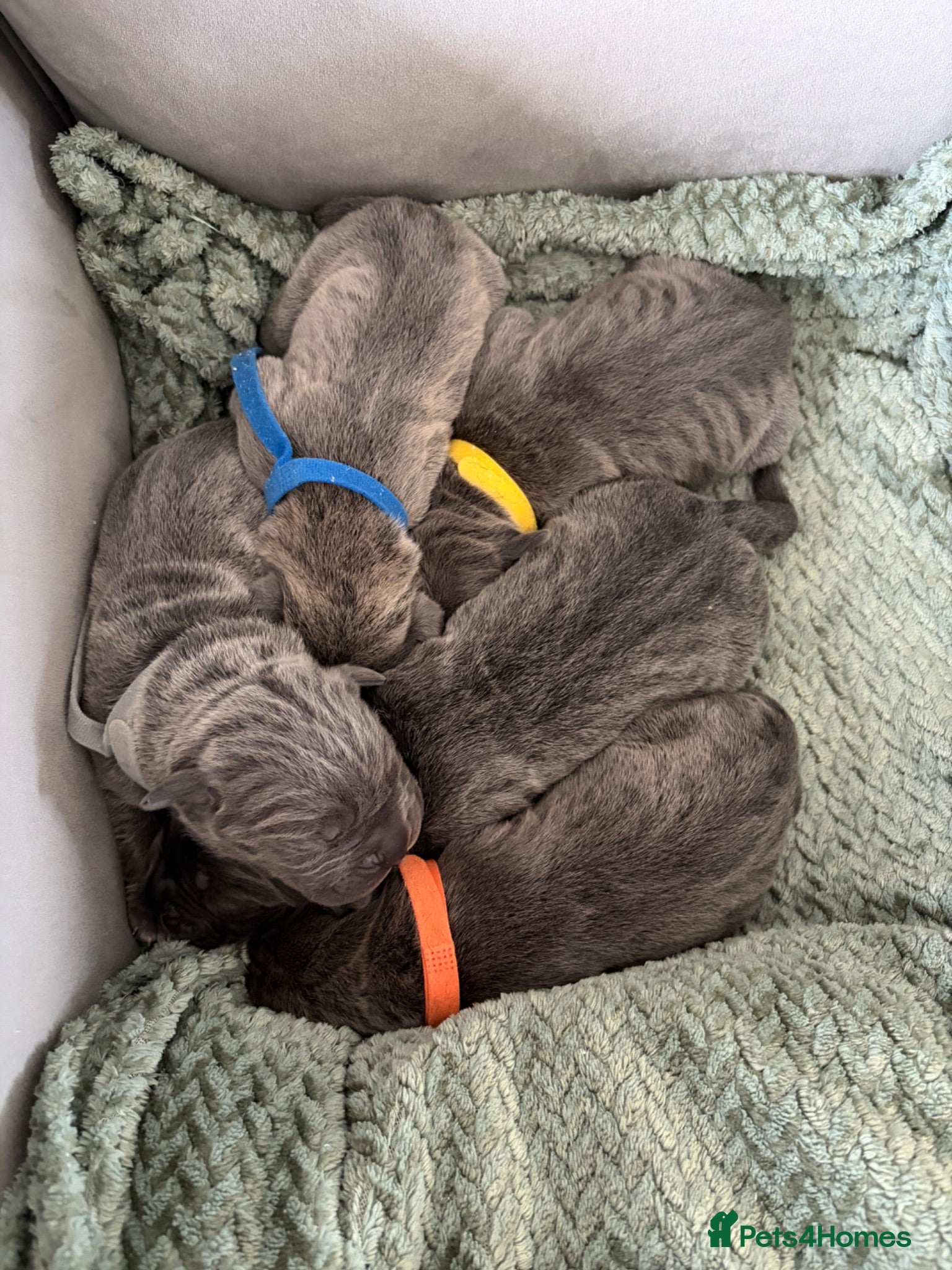 Cane Corso dogs Cane corso puppies for sale - Advert 3