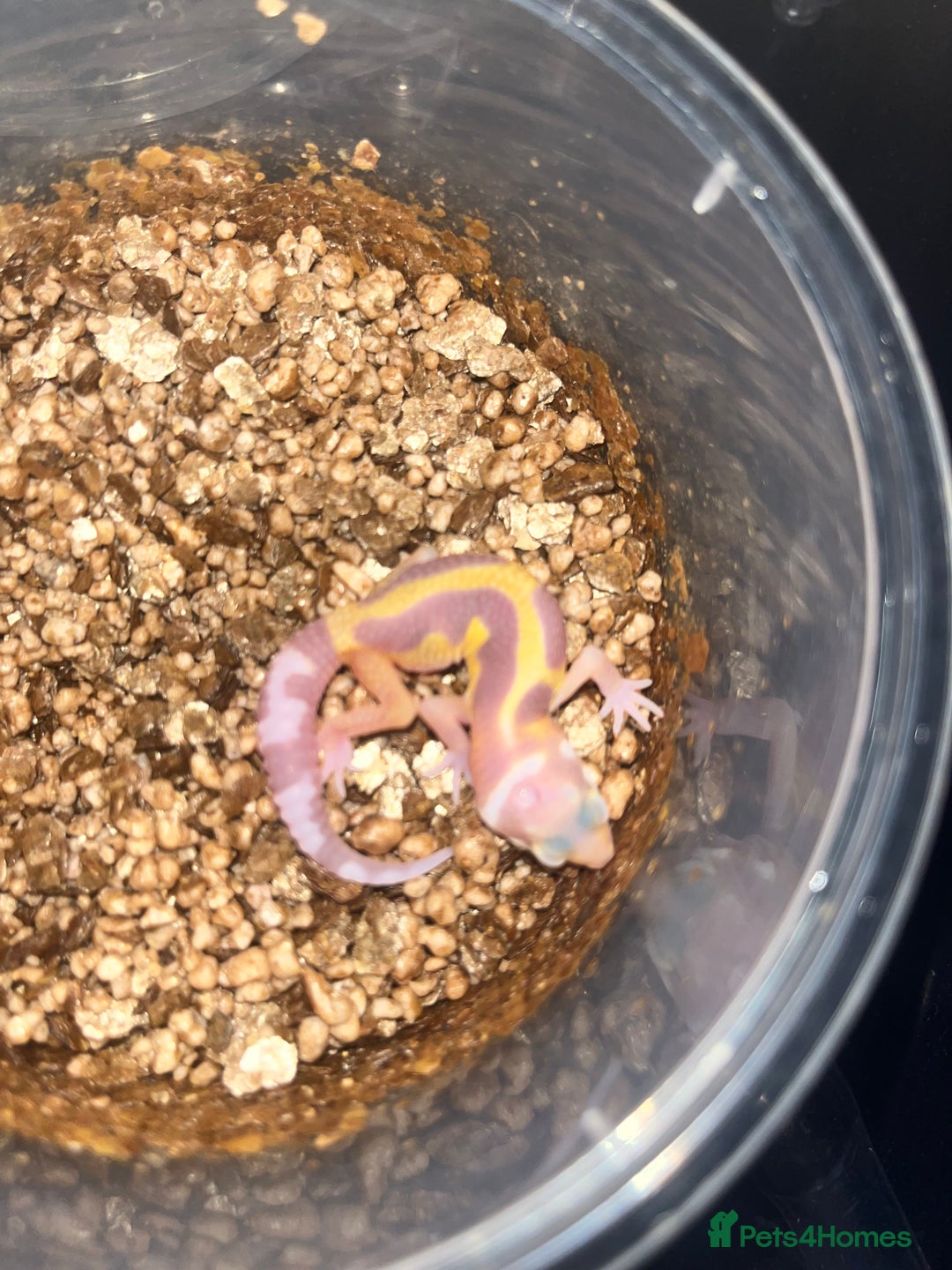 Leopard Gecko reptiles for sale: Baby leopard geckos for sale - Image 8