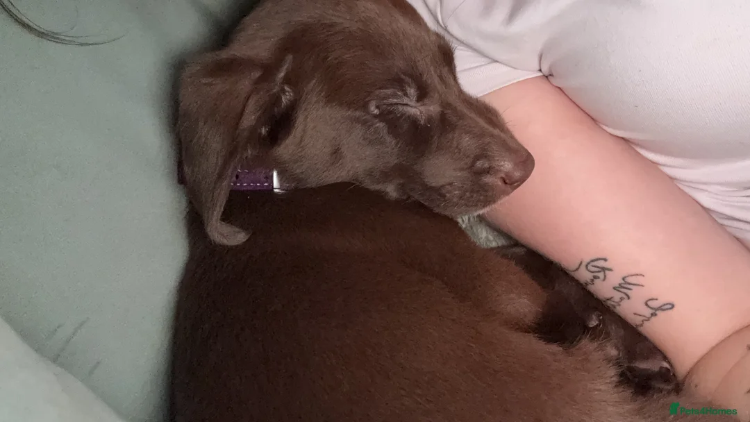Springador dogs for sale: Chocolate Brown Springador in Thirsk - Advert 6