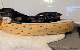 Yorkshire Terrier dogs for sale: Adorable Yorkshire terrier puppies available  - Image 12