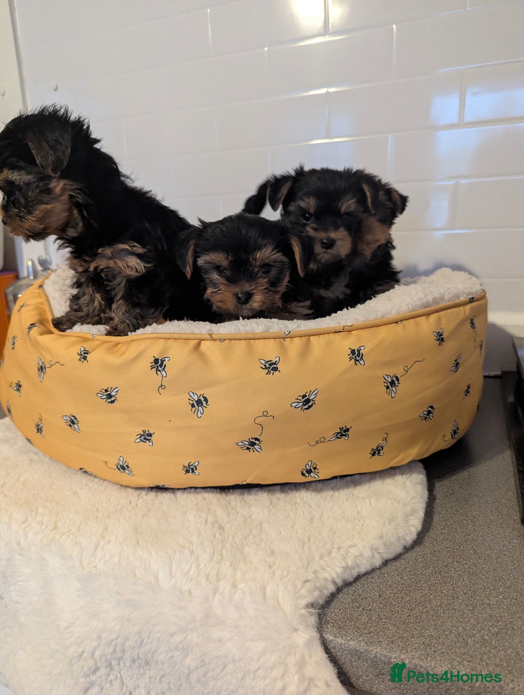 Yorkshire Terrier dogs for sale: Adorable Yorkshire terrier puppies available  - Image 12