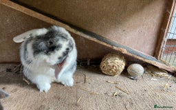 Mini Lop rabbits for sale: Mini lop for new home hutch and equipment included - Image 6