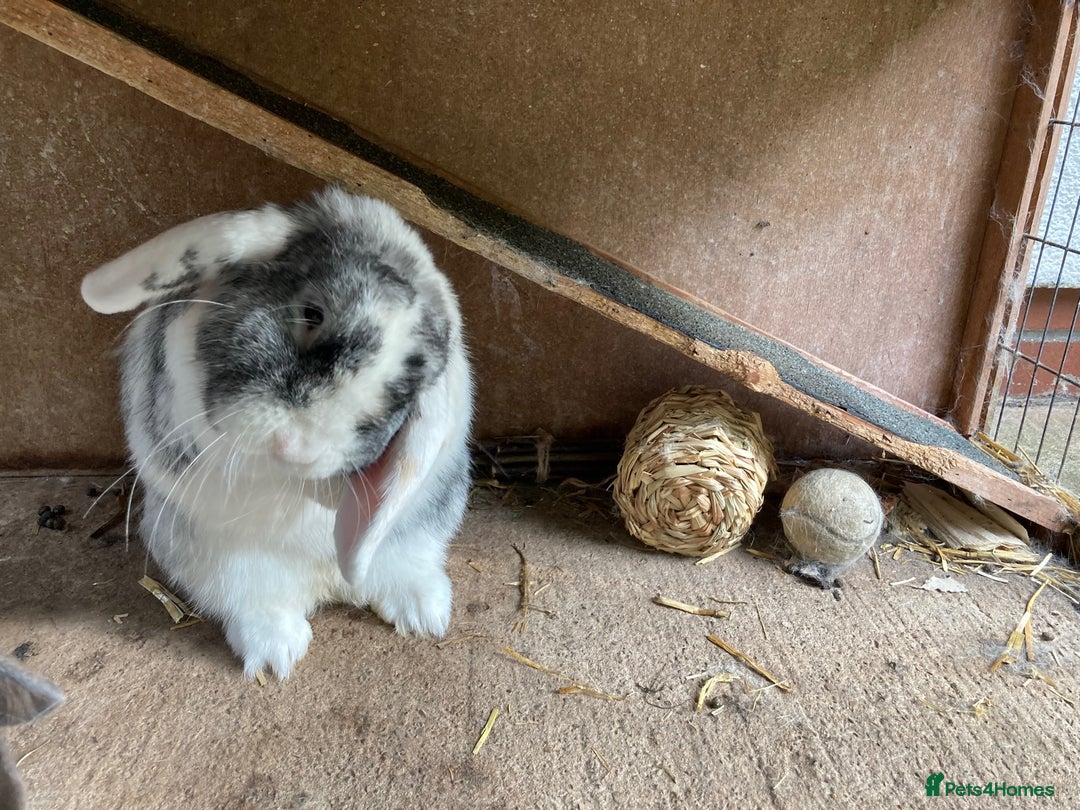 Mini Lop rabbits for sale: Mini lop for new home hutch and equipment included - Image 6