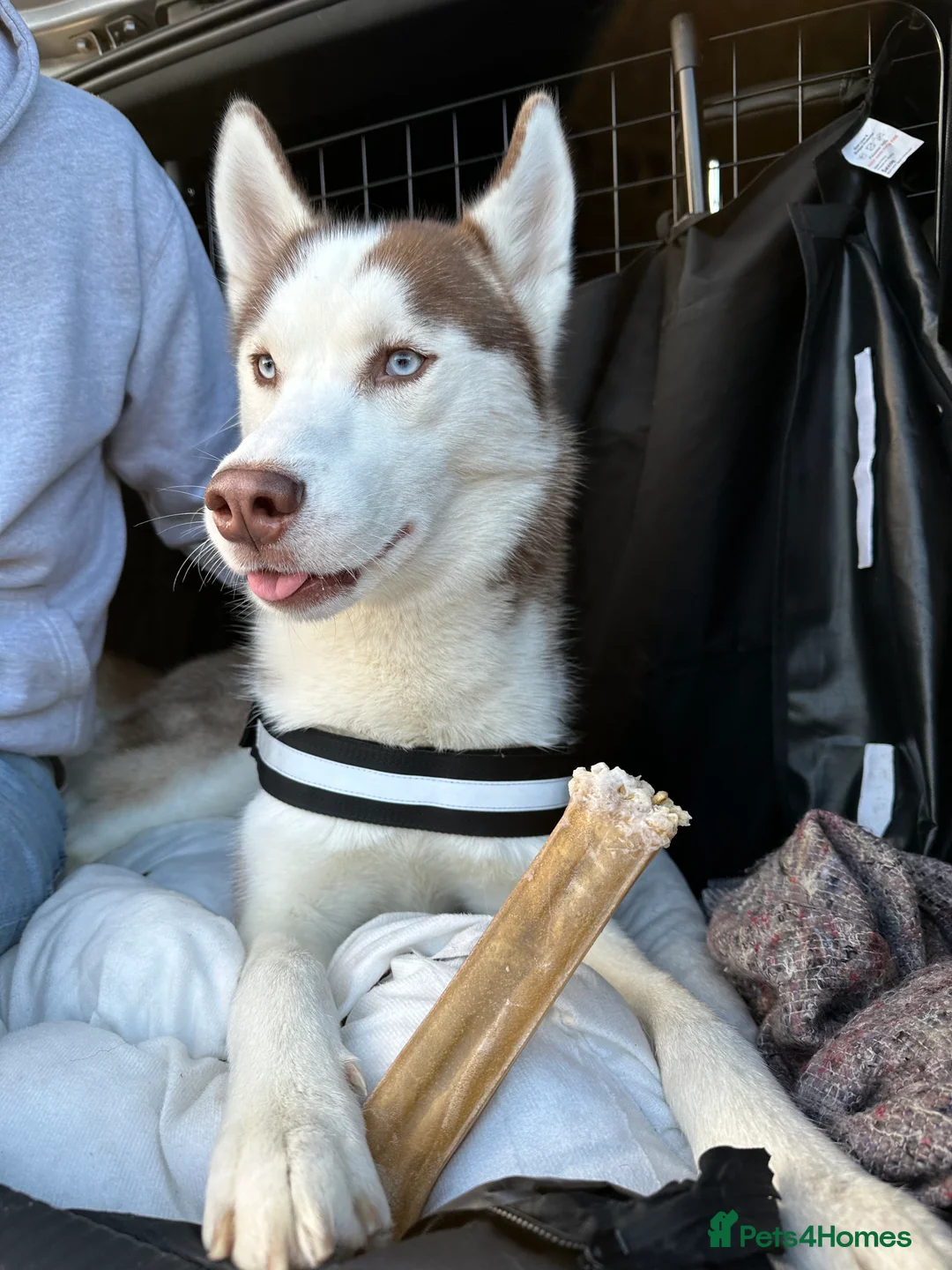 Siberian Husky dogs for stud: Imported Blue Eyed, Red & White Husky Stud in Treorchy - Advert 5