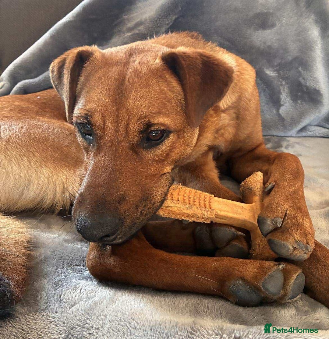 Mixed Breed dogs for adoption: Sasha with a zest for life  - Advert 1