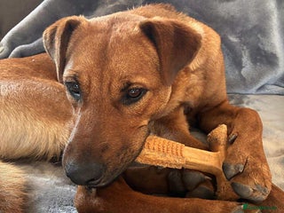 Mixed Breed dogs Sasha with a zest for life - Advert 16