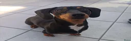 Miniature Dachshund dogs for sale: Rehoming - read carefully!  in Littlehampton - Advert 3