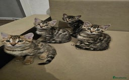 Bengal cats for sale: Bengal kittens  - Image 7