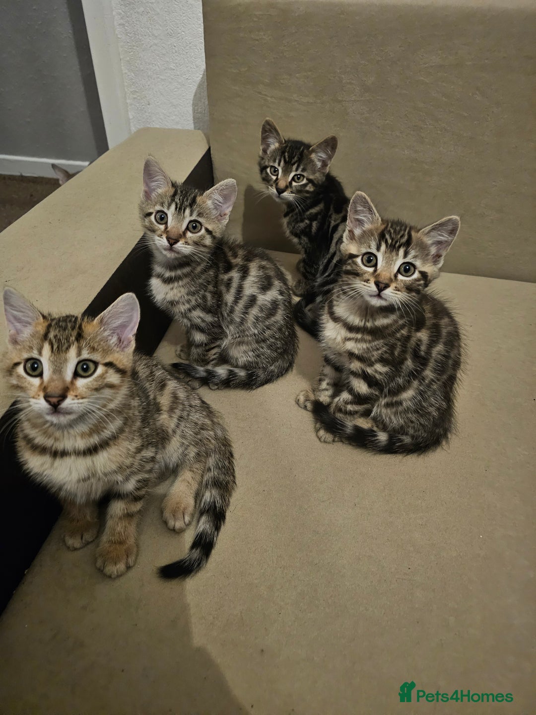 Bengal cats for sale: Bengal kittens  - Image 7