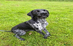 German Shorthaired Pointer dogs for sale: GSP Seeking Forever Home - Image 7