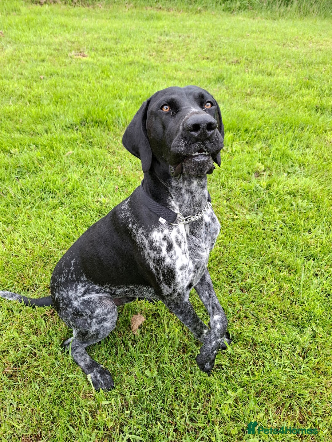German Shorthaired Pointer dogs for sale: GSP Seeking Forever Home - Image 7