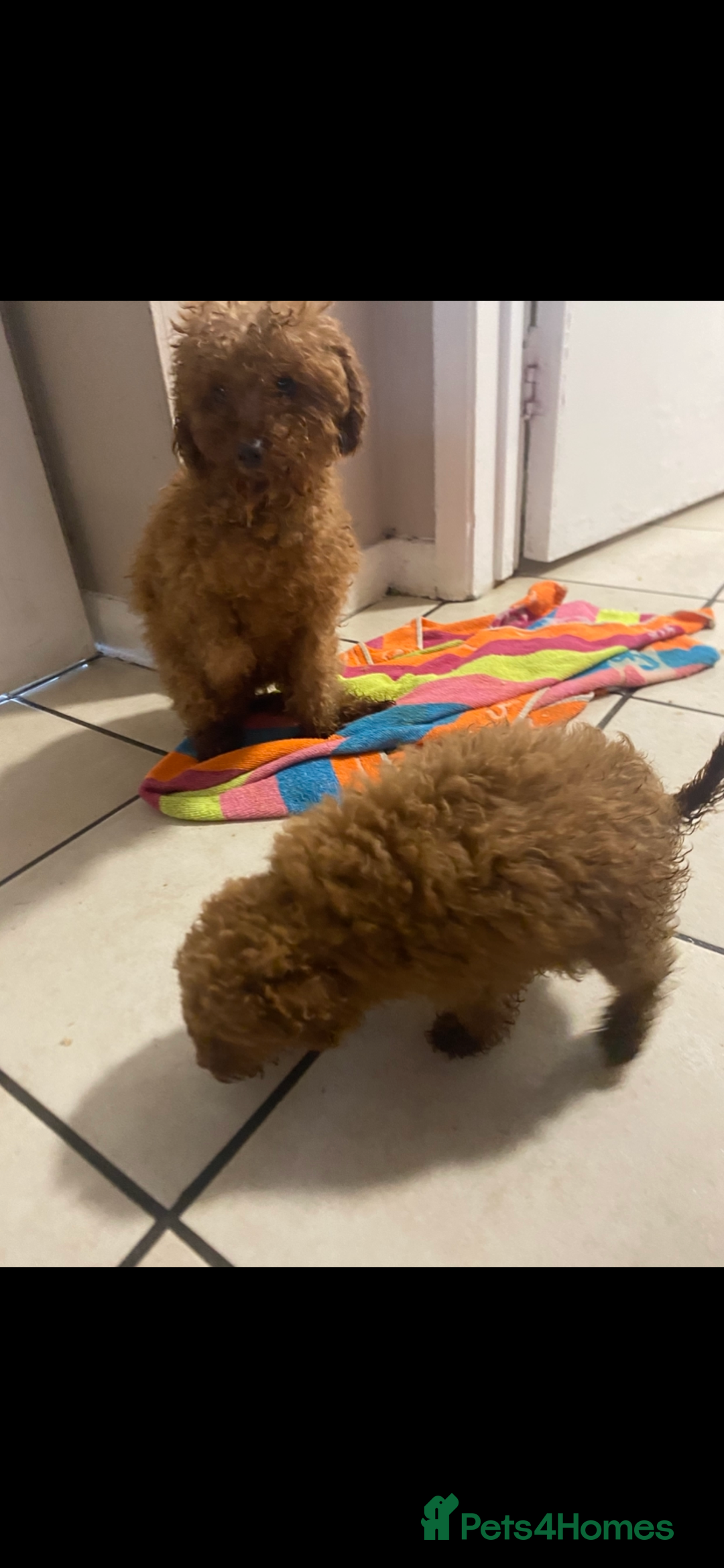 Toy Poodle dogs for sale: Toy poodle puppies  - Advert 9