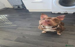 American Bully dogs for sale: Female pocket bully  - Image 7