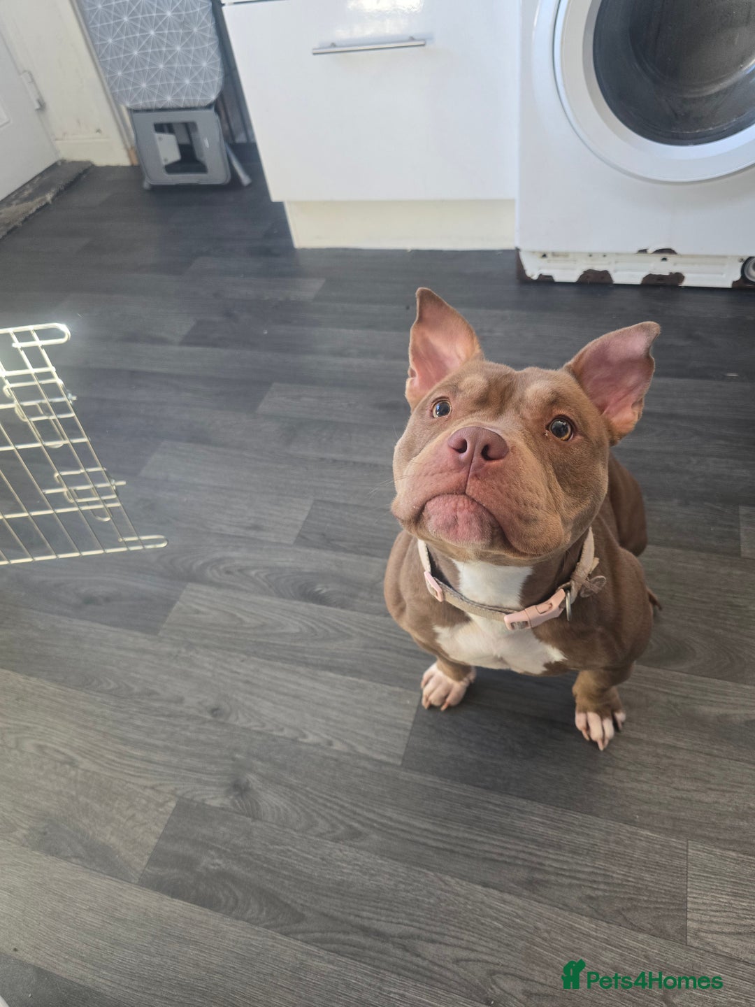 American Bully dogs for sale: Female pocket bully  - Image 7