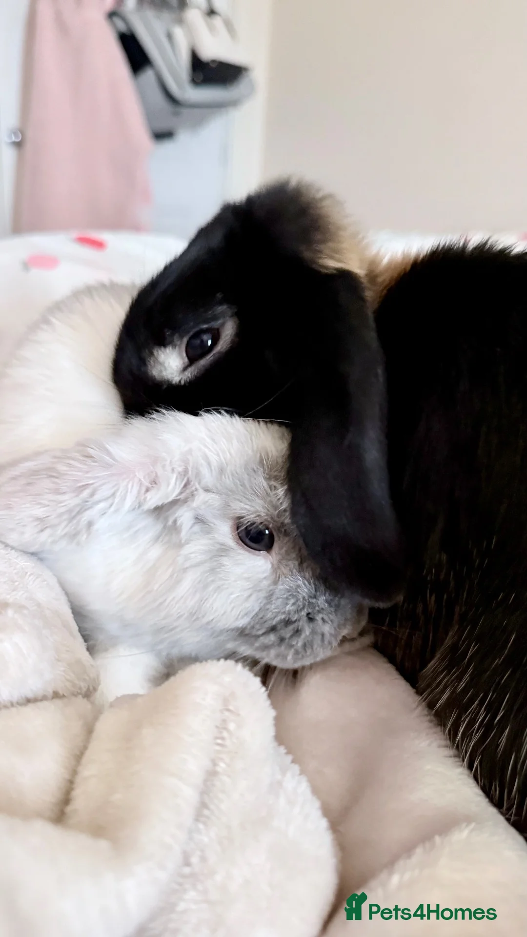 Mini Lop rabbits for sale: Two lovely Mini Lops rabbits in Hereford - Advert 1
