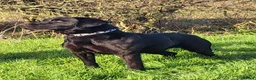 Labrador Retriever dogs for sale: *Beautiful kc, Dna clear labrador puppies* - Advert 16