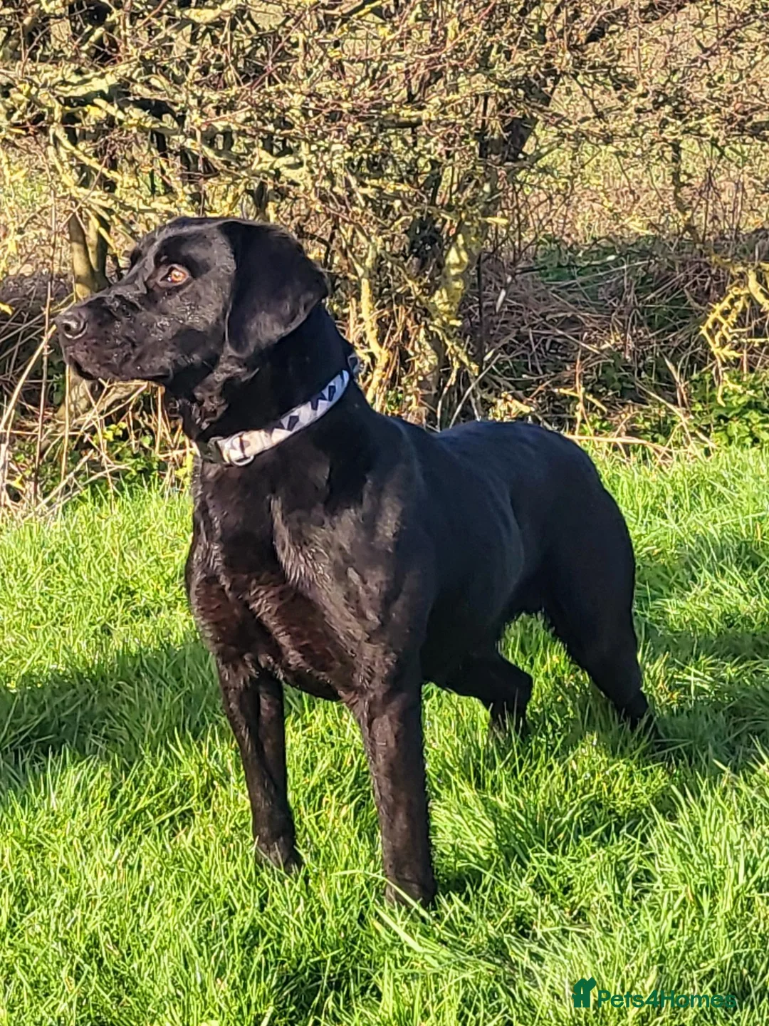 Labrador Retriever dogs for sale: *Beautiful kc, Dna clear labrador puppies* - Advert 16