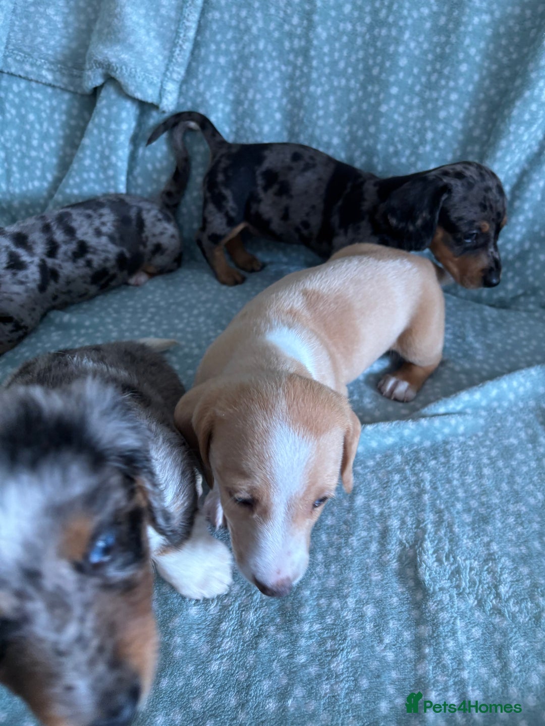 Miniature Dachshund dogs for sale: 5 beautiful miniature dachshunds for sale - Image 26