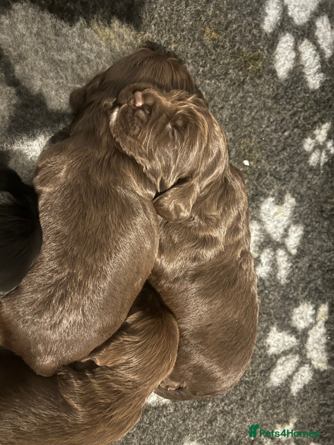 Sprocker dogs for sale: Beautiful litter of 4🫶 - Advert 9