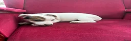 Jack Russell dogs for sale: Jack Russell puppies in Lampeter - Advert 9