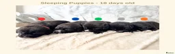 Mixed Breed dogs for sale: EXCLUSIVE LITTER: F1 Old English Bordeaux Puppies! - Advert 6