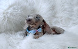 Miniature Dachshund dogs for sale: 5 ⭐ Licensed Breeder Miniature Dachshunds puppies - Image 3