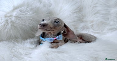 Miniature Dachshund dogs - Advert 4