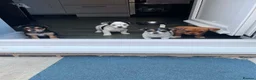 Jack Russell dogs for sale: Jack Russel puppy  - Advert 1