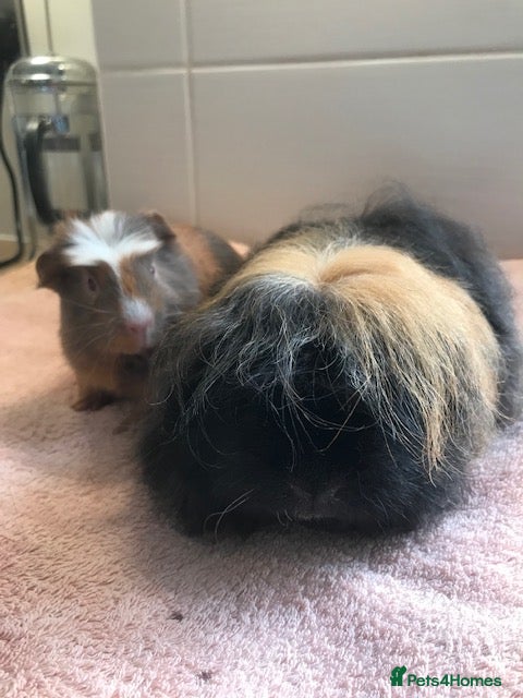 Guinea Pig rodents Merino with Half Merino Boar and Otter Boar  - Advert 7