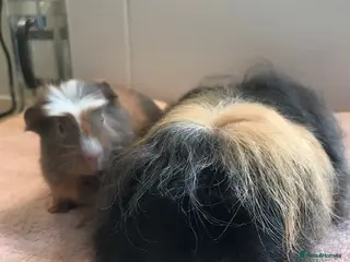 Guinea Pig rodents Merino with Half Merino Boar and Otter Boar - Advert 7