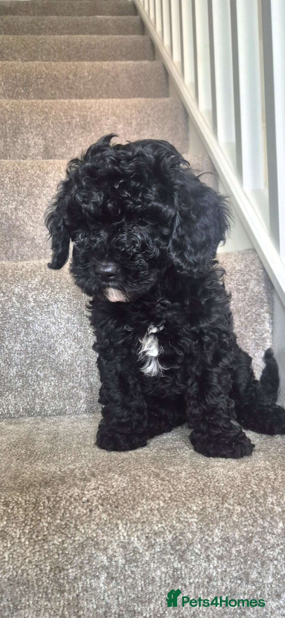 Cavapoo dogs 9 week old Cavapoo puppy - Advert 3