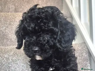 Cavapoo dogs 9 week old Cavapoo puppy - Advert 3
