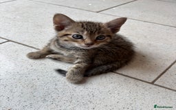 British Shorthair cats for sale: Kittens  - Image 10